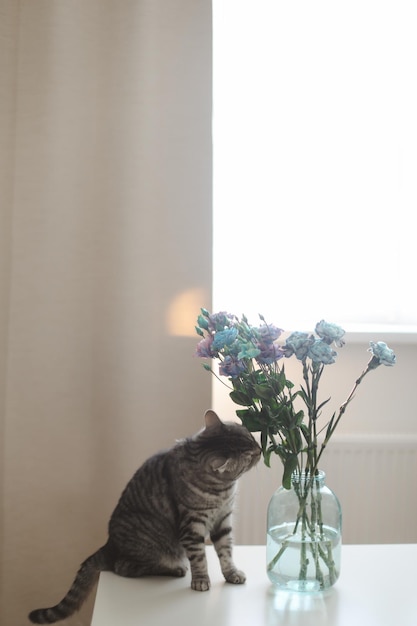 Funny gray cat and a bouquet of blue and purple flowers in a vase on the table in a cozy sunny room