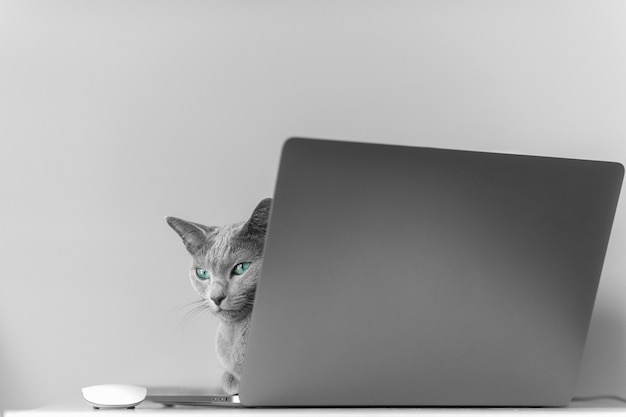 funny gray kitten looking out of laptop