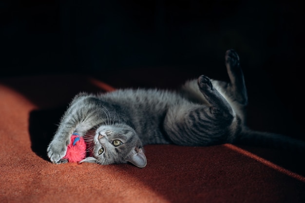 Funny gray kitten lying on his back and playing with toy