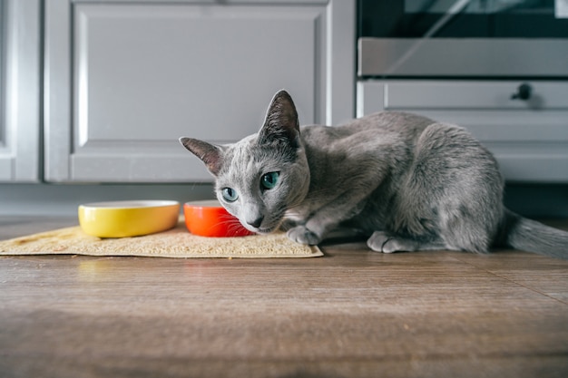 Foto gattino grigio divertente che si siede sul pavimento alla cucina