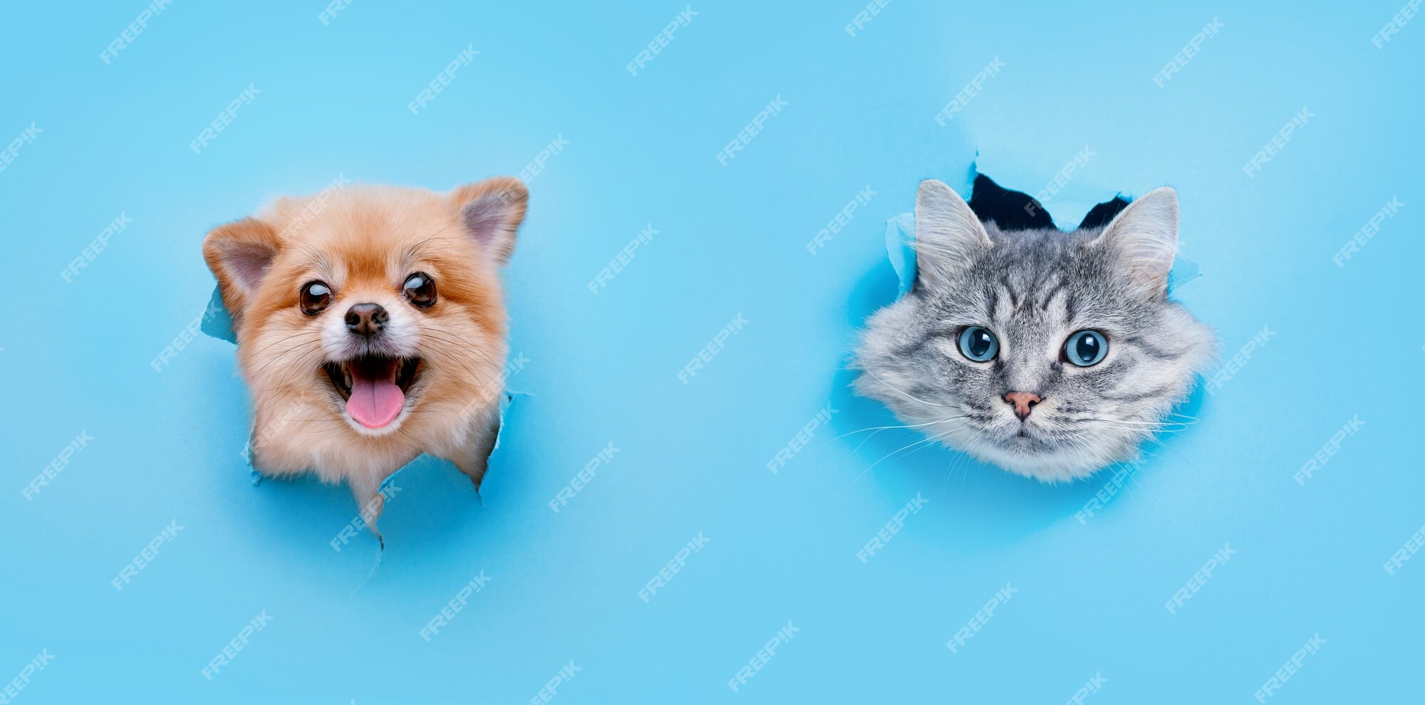 smiling dog and cat