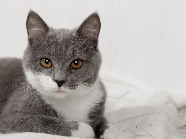 Funny gray kitten on a white knitted plaid. Nicely is played and rested.