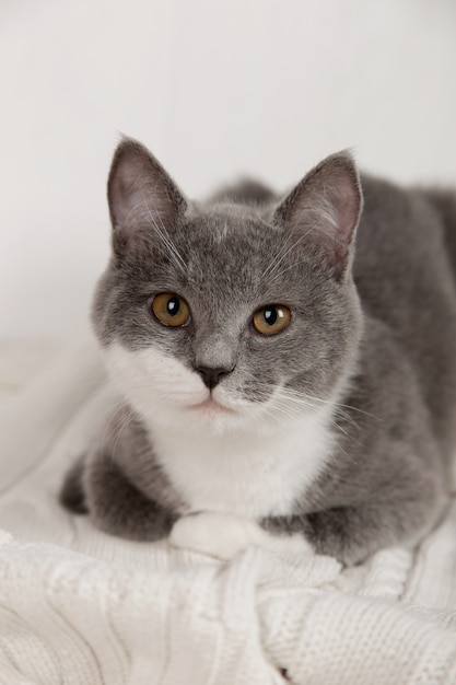 Funny gray kitten on a white knitted plaid. Nicely is played and rested.