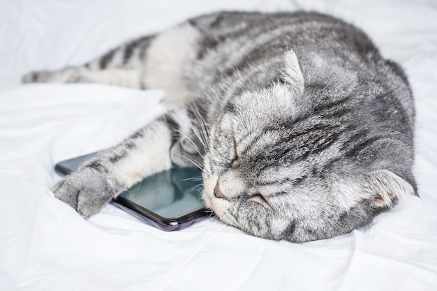 Funny gray scottish fold cat sleeping in an embrace with a smartphone on a white sheet.