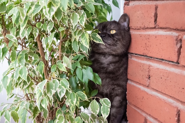 재미있는 회색 스코틀랜드 똑 바른 고양이가 큰 녹색 ficus 식물 뒤에 숨어 있습니다.