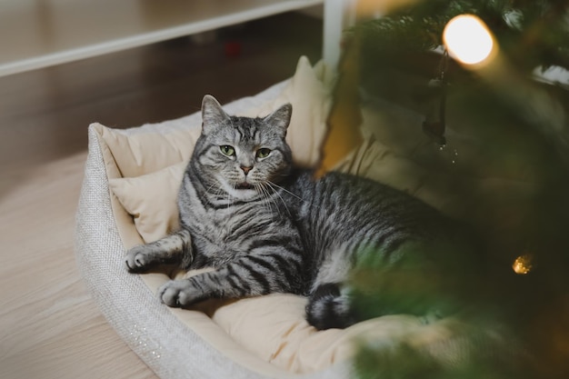 Funny gray striped tabby cat under the christmas tree decorated with toys