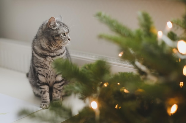 Funny gray striped tabby cat and the decorated Christmas tree Merry Christmas and New Year