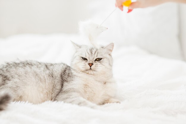 Divertente gatto grigio che gioca con il giocattolo sul divano ritratto di scottish fold animale domestico che si diverte