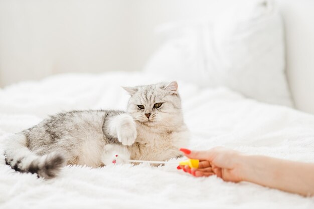 Funny grey cat playing with toy on sofa Scottish Fold portrait Domestic animal having fun