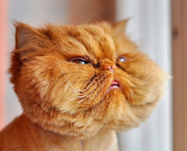 Funny grooming red Persian cat is sitting on windowsill