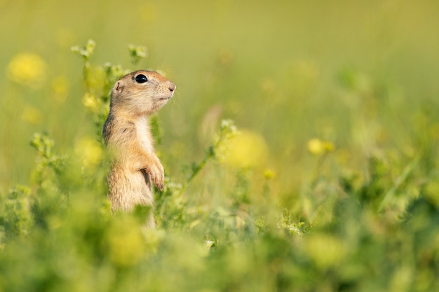 재미있는 땅 다람쥐 Spermophilus Pygmaeus 서 잔디에