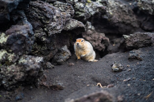 Funny groundhog with fluffy fur