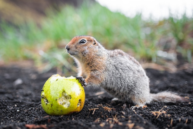 Funny groundhog with fluffy fur