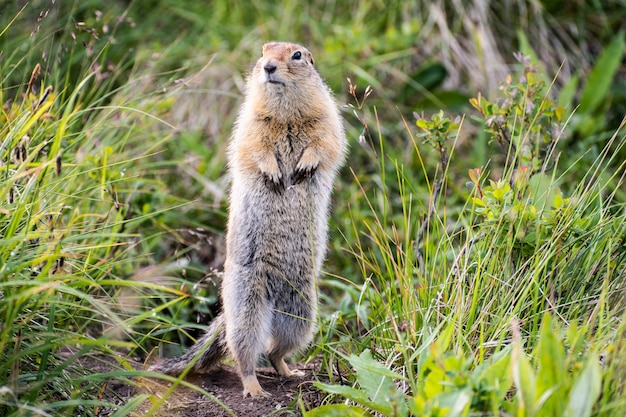 Funny groundhog with fluffy fur