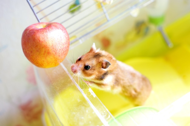 Funny hamster gets out of his cage and eating apple