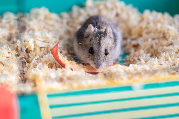 Photo funny hamster peeking out of cage selective focus