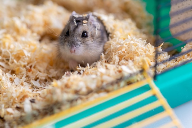 Photo funny hamster sits in cage selective focus