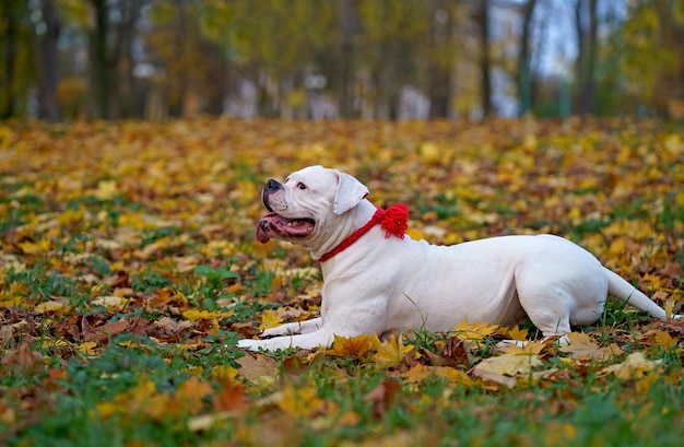 Funny happy cute dog breed american bulldog plays in the park Orange golden autumn concept