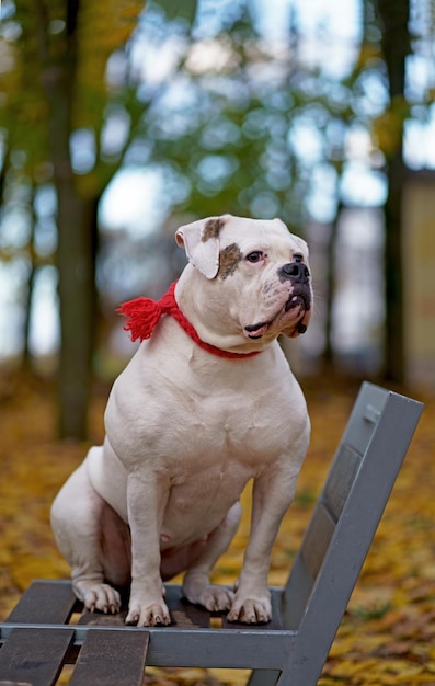 Funny happy cute dog breed american bulldog plays in the park Orange golden autumn concept