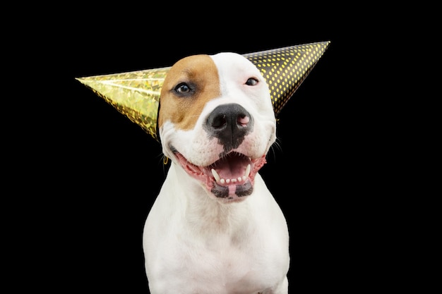 Funny and happy dog celebrating new year, birthday and carnival wearing two party hats. Isolated on black background