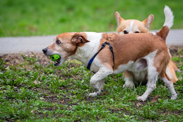 写真 楽しい幸せなジャック・ラッセル犬が公園の緑の芝生でおもちゃのボールで遊んでいます