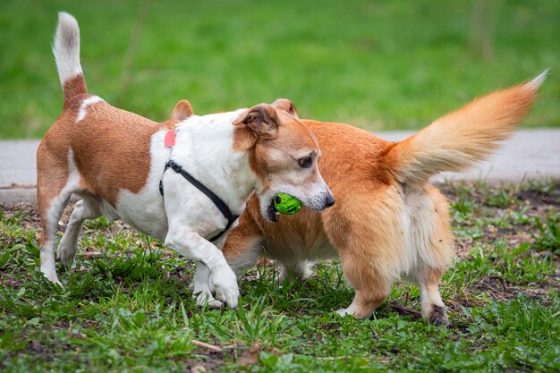 楽しい幸せなジャック・ラッセル犬が公園の緑の芝生でおもちゃのボールで遊んでいます