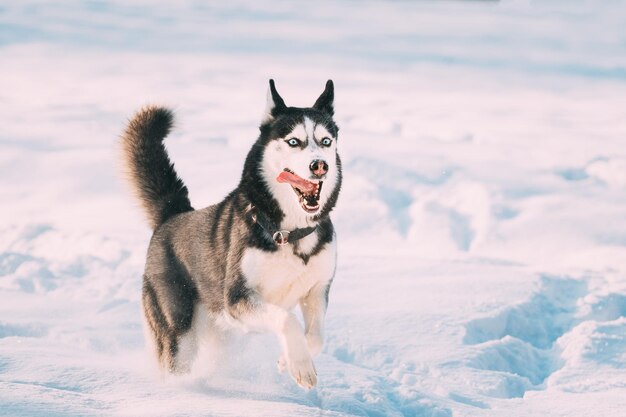 Photo funny happy siberian husky dog running outdoor in snowy park at sunny winter day smiling dog active dog play in snowdrift playful pet outdoors at winter season in snow