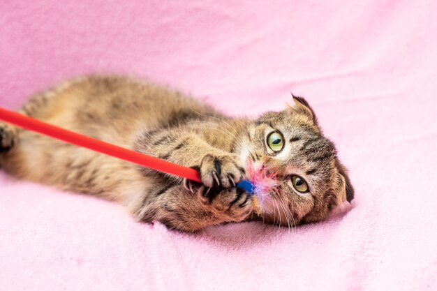 Foto il gatto di tabby felice divertente sta giocando sul rosa