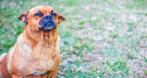 Funny head shot of cute crossbreed brown pug dog sitting and smiling happily standing facing