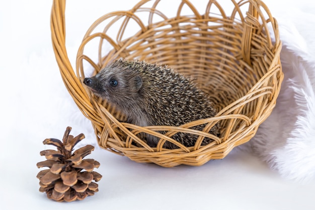 Funny hedgehog sitting to a wicker basket and smiling cheerfully on a white.