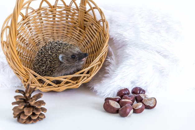 Funny hedgehog sitting to a wicker basket and smiling cheerfully on a white.
