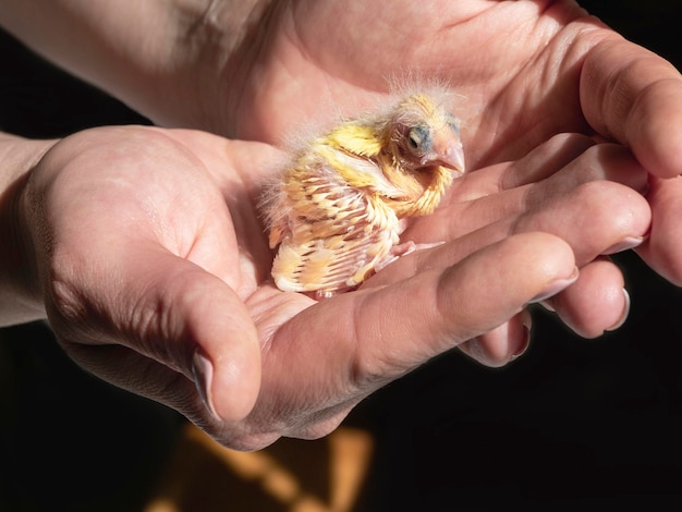 Funny helpless blind newborn chick sitting the palms closeup of\
canary chick on a human palm will be warmed by love spring\
replenishment in the family breeding of songbirds at home