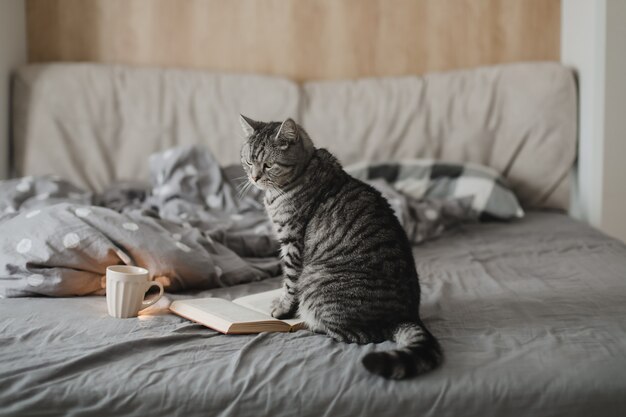 Funny home cat in a bed with a book