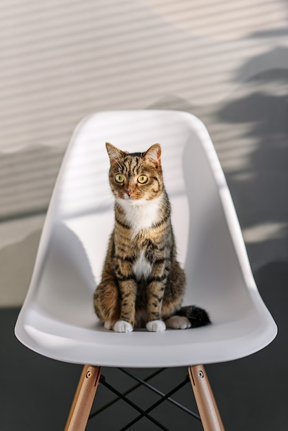 Funny home cat with big yellow eyes sits on the white chair indoor.