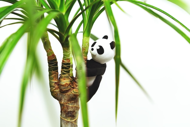 Funny homemade plasticine panda hangs on Dracaena White background