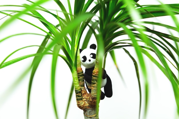 Фото Смешная домашняя пластилиновая панда висит на белом фоне драцены