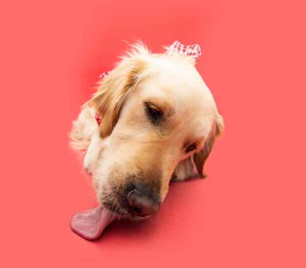 Funny and hungry puppy dog licking the floor Isolated on red solid background