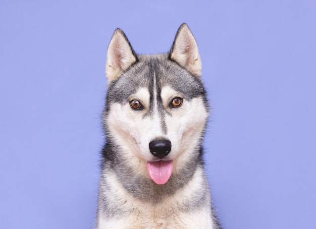 Funny husky dog laughing with toungue, purple studio background. concept of canine emotions
