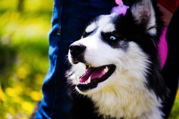 写真 春の草の上に横たわる面白いハスキー犬