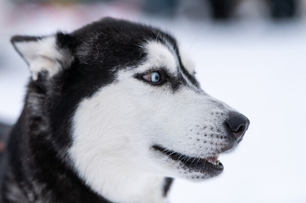 面白いハスキー犬の肖像画、冬の雪の背景。そり犬の訓練の前に歩いている親切な従順なペット。美しい青い目。