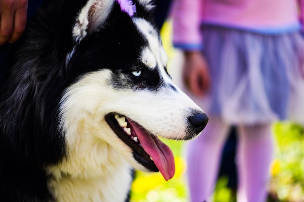 面白いハスキー犬の春の時間