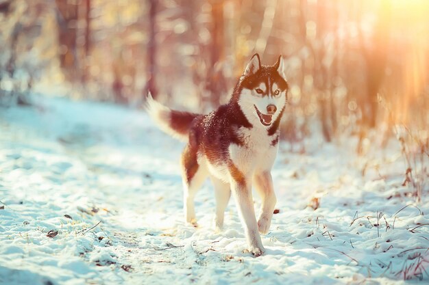 funny husky runs through the forest in winter, a walk in the frosty snowy forest, a cute husky in the winter landscape