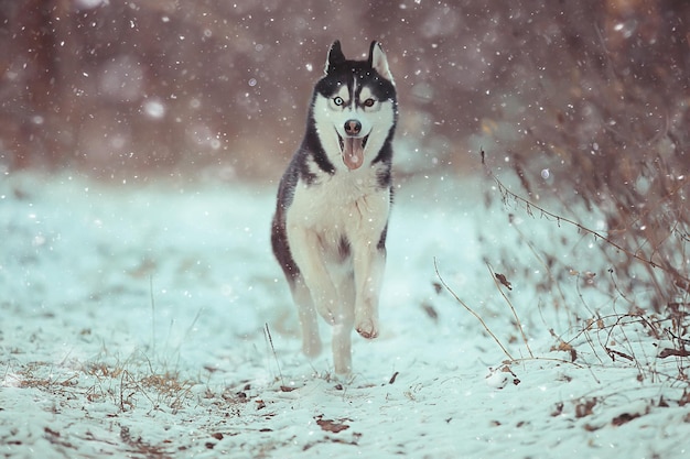 funny husky runs through the forest in winter, a walk in the frosty snowy forest, a cute husky in the winter landscape