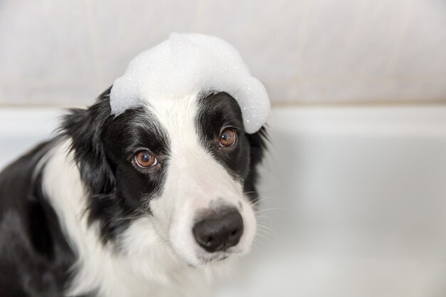 Funny indoor portrait of puppy dog border collie sitting in bath gets bubble bath showering with shampoo.