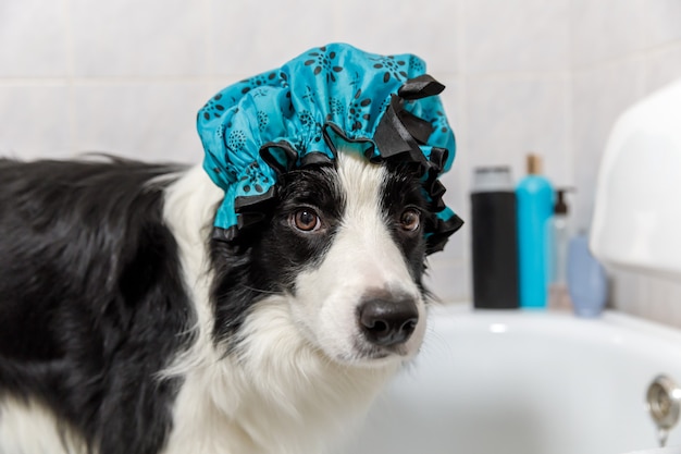 Funny indoor portrait of puppy dog border collie sitting in bath gets bubble bath wearing shower cap