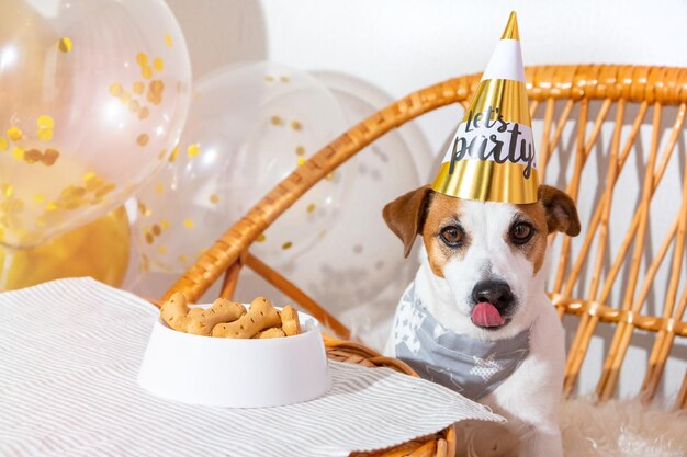 Funny jack russell terrier dog in party hat birthday of pet\
bone cookie cake