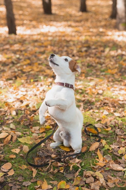 Funny jack russell terrier dog stands on its hind legs in autumn leaves pet training concept