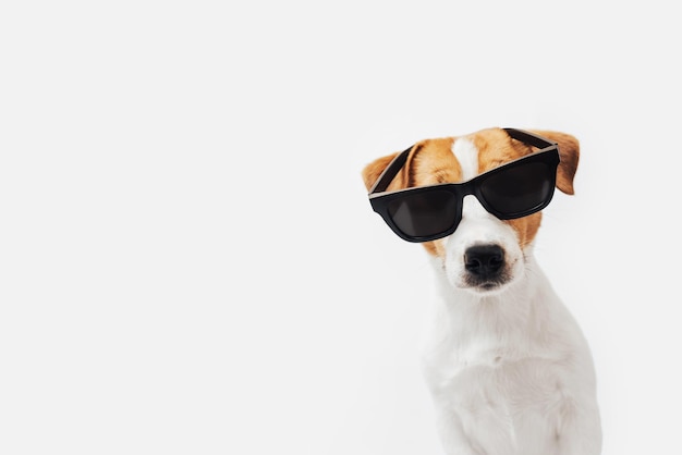 Funny Jack Russell Terrier dog with sunglasses isolated on white background copy space