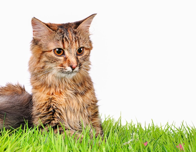 緑の草の上で面白い子猫