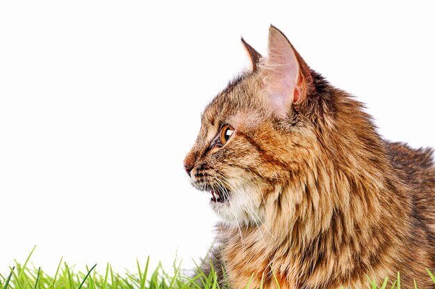 Foto un gattino divertente sull'erba verde